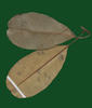 Sapotaceae from the Sangha Trinational 